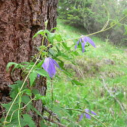 Clematis alpina Alpine Clematis, Alpine Vigin's Bower seed for sale 