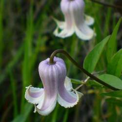 Clematis crispa Swamp Leather Flower, Curly Clematis, Marsh Clematis, Blue Jasmine, Curlflower, Curled Virgin's Bower, Swamp Leatherflower, Blue Jessamine seed for sale 