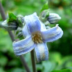 Clematis heracleifolia Hyacinth-flower Clematis, Tube Clematis, Bush Clematis seed for sale 