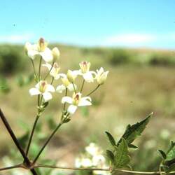 Clematis ligusticifolia Western White Clematis, Pepper Vine, Western Virgin's Bower, Old-man's Beard, Yerba De Chiva, Western Clematis seed for sale 