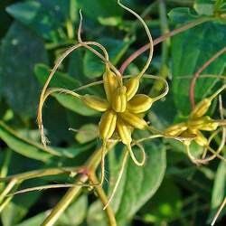 Clematis recta Ground Virginsbower, Ground Clematis, Erect Clematis seed for sale 