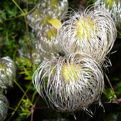 Clematis tangutica     winged Golden Clematis seed for sale 