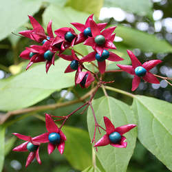 Clerodendrum trichotomum Harlequin Glorybower, Glory Bower seed for sale 