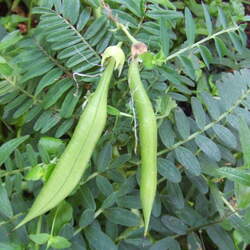 Clianthus puniceus  Alba White Glory Pea, White Parrots Beak seed for sale 