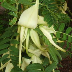 Clianthus puniceus  Alba White Glory Pea, White Parrots Beak seed for sale 