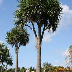 Cordyline australis Cabbage Tree seed for sale 