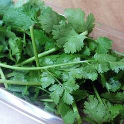 Coriandrum sativum  Bolt Cilantro seed for sale 