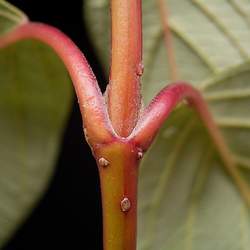 Cornus alba  Sibirica Tatarian Dogwood seed for sale 