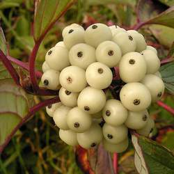 Cornus alba Tatarian Dogwood seed for sale 