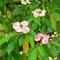 Cornus capitata angustata Evergreen Dogwood, Evergreen Chinese Dogwood seed for sale 