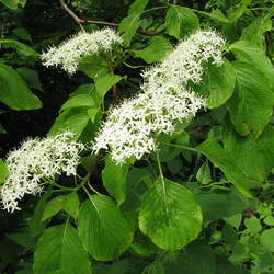 Cornus controversa Giant Dogwood seed for sale 