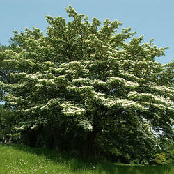 Cornus controversa Giant Dogwood seed for sale 