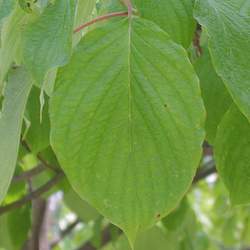 Cornus controversa Giant Dogwood seed for sale 