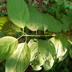 Cornus drummondii Roughleaf Dogwood, Drummond's Dogwood seed for sale 