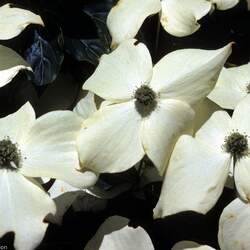 Cornus kousa chinensis Chinensis Kousa Dogwood, Chinese Dogwood seed for sale 