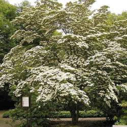 Cornus kousa   Milky Way Milky Way Kousa Dogwood seed for sale 