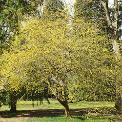 Cornus mas Redstone Cornelian Cherry seed for sale 