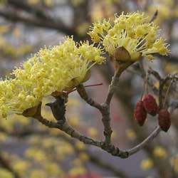 Cornus officinalis Asiatic Dogwood, Japanese Cornel Dogwood seed for sale 