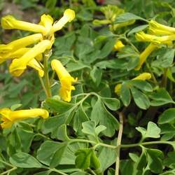 Corydalis lutea Yellow Corydalis, Yellow Rock Fumewort, Yellow Fumatory, Golden Bleeding Heart seed for sale 