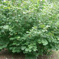 Corylus heterophylla Siberian Hazelnut, Siberian Filbert, Asian Hazel seed for sale 