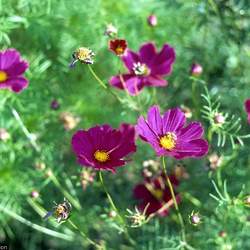 Cosmos bipinnatus Garden Cosmos, Common Cosmos seed for sale 