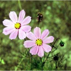 Cosmos bipinnatus Garden Cosmos, Common Cosmos seed for sale 