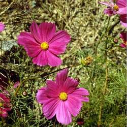 Cosmos bipinnatus Garden Cosmos, Common Cosmos seed for sale 