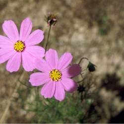 Cosmos bipinnatus Garden Cosmos, Common Cosmos seed for sale 