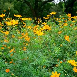 Cosmos sulphureus Sulphur Cosmos seed for sale 