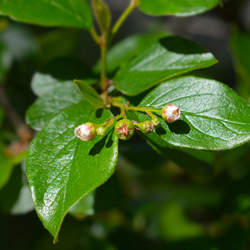 Cotoneaster acutifolius Cotoneaster acutifolius dried berries Peking Cotoneaster seed for sale 