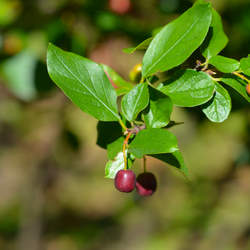 Cotoneaster acutifolius Cotoneaster acutifolius dried berries Peking Cotoneaster seed for sale 