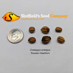 Crataegus ambigua Russian Hawthorn seed for sale 