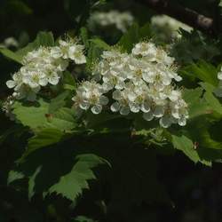 Crataegus chlorosarca Chlorosarca Hawthorn seed for sale 