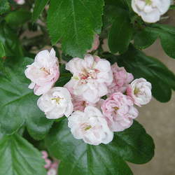 Crataegus laevigata Smooth Hawthorn, English Hawthorn, Midland Hawthorn, Woodland Hawthorn, Mayflower seed for sale 