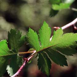 Crataegus x marshallii Parsley Hawthorn seed for sale 