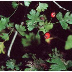 Crataegus x marshallii Parsley Hawthorn seed for sale 