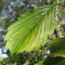 Crataegus punctata  aurea Dotted Hawthorn, Yellow Dotted Hawthorn seed for sale 