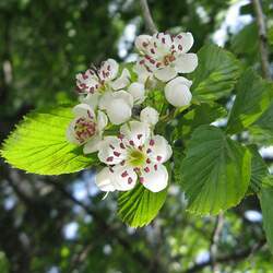 Crataegus punctata  aurea Dotted Hawthorn, Yellow Dotted Hawthorn seed for sale 