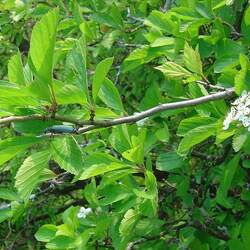 Crataegus punctata  aurea Dotted Hawthorn, Yellow Dotted Hawthorn seed for sale 