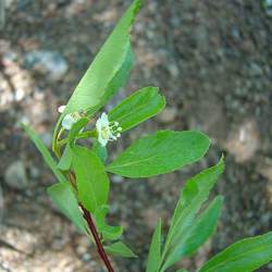 Crataegus saligna Willow Hawthorn seed for sale 