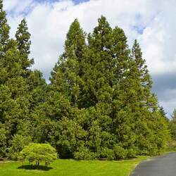 Cryptomeria japonica  sinensis China Cedar seed for sale 