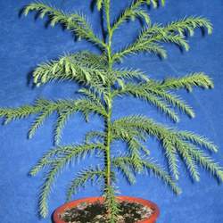 Cryptomeria japonica  sinensis China Cedar seed for sale 