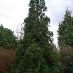 Cryptomeria japonica  sinensis China Cedar seed for sale 