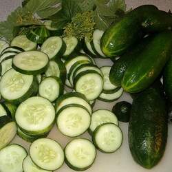 Cucumis sativus   Spacemaster Garden Cucumber, Cucumber seed for sale 