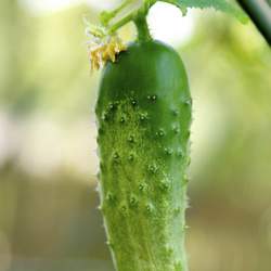 Cucumis sativus  Pickling National Pickling Cucumber seed for sale 