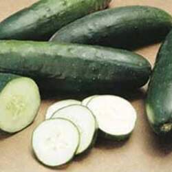 Cucumis sativus   Marketmore 76 Garden Cucumber, Cucumber, Marketmore 76 Cucumber seed for sale 