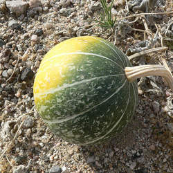 Cucurbita palmata Coyote Gourd, Coyote Melon seed for sale 