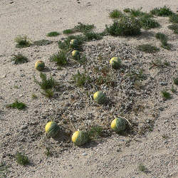 Cucurbita palmata Coyote Gourd, Coyote Melon seed for sale 