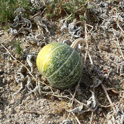 Cucurbita palmata Coyote Gourd, Coyote Melon seed for sale 