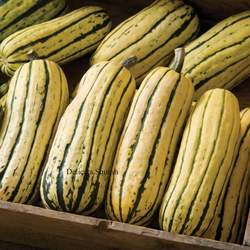 Cucurbita pepo  Delicata Delicata  Winter Squash, Delicata Squash seed for sale 